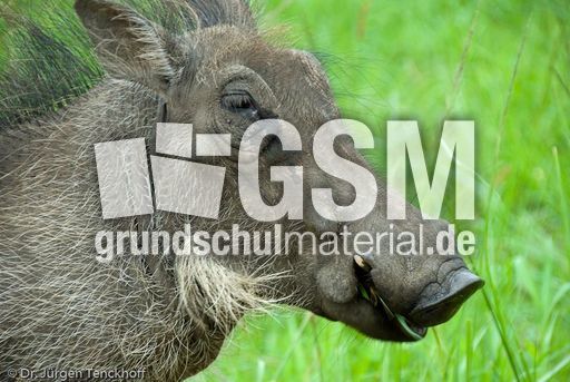 Warzenschwein (25 von 26).jpg